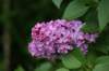 flieder_small.jpg