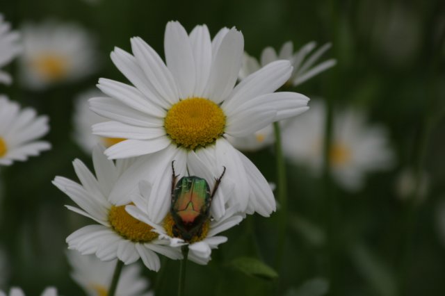 margeritemitkfer.jpg