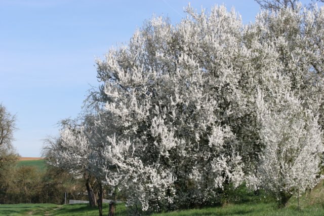 mirabellenundzwetschgenbume.jpg