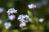 vergissmeinnicht_small.jpg